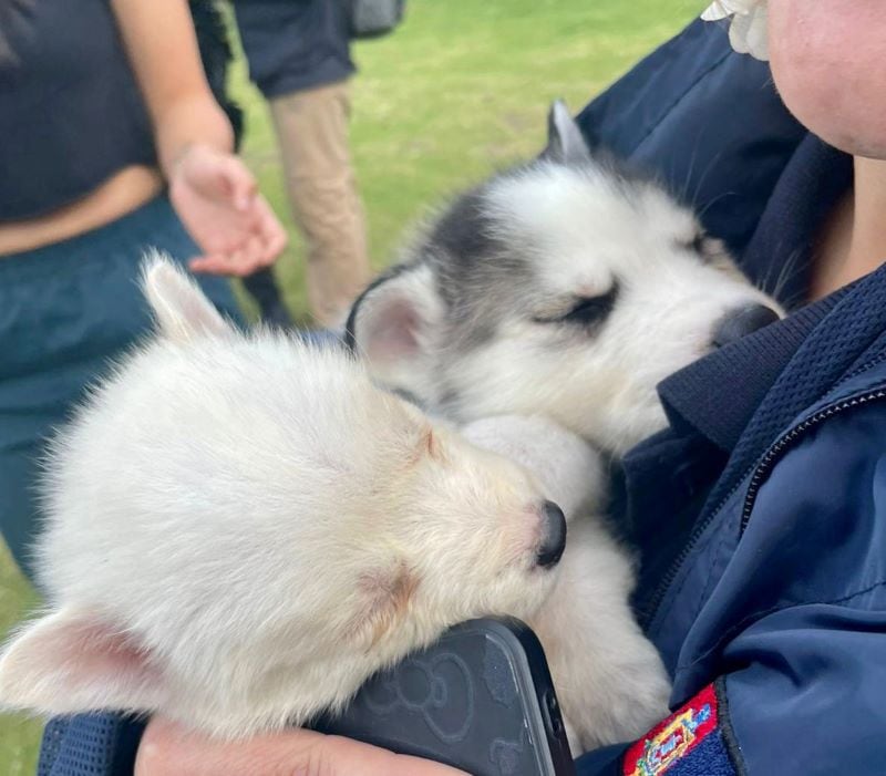 Sancionan con USD 4.700 a un hombre por vender cachorros en La Carolina, en Quito