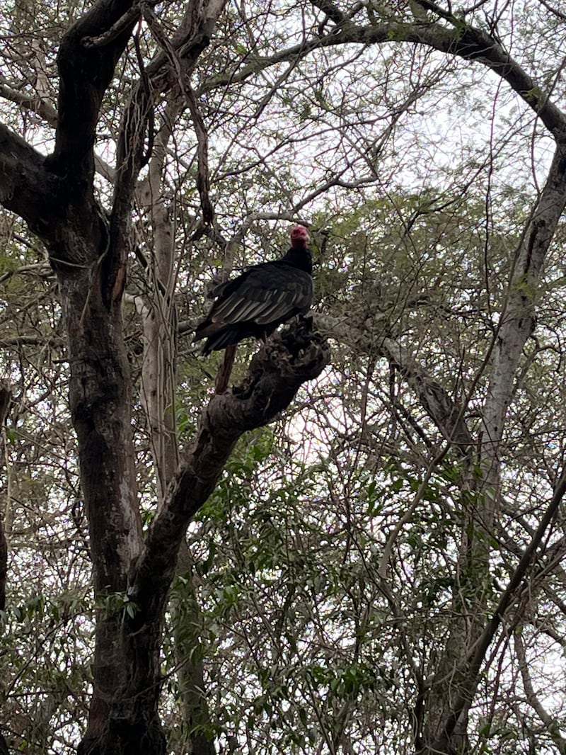 Gallinazo cabeza roja en el bosque de Pómac
