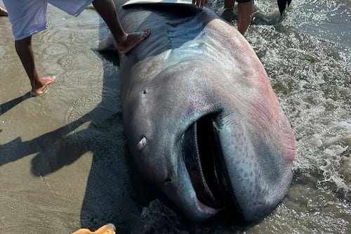 Raro tiburón megaboca apareció en playa de Perú: Esto hicieron los pobladores