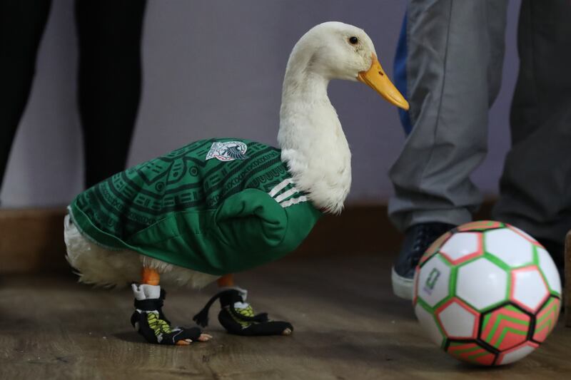 Merlín, el pato viral del Mundial 2026, se convirtió en un fenómeno de redes sociales tras aparecer junto a una familia trabajadora de Ciudad de México.