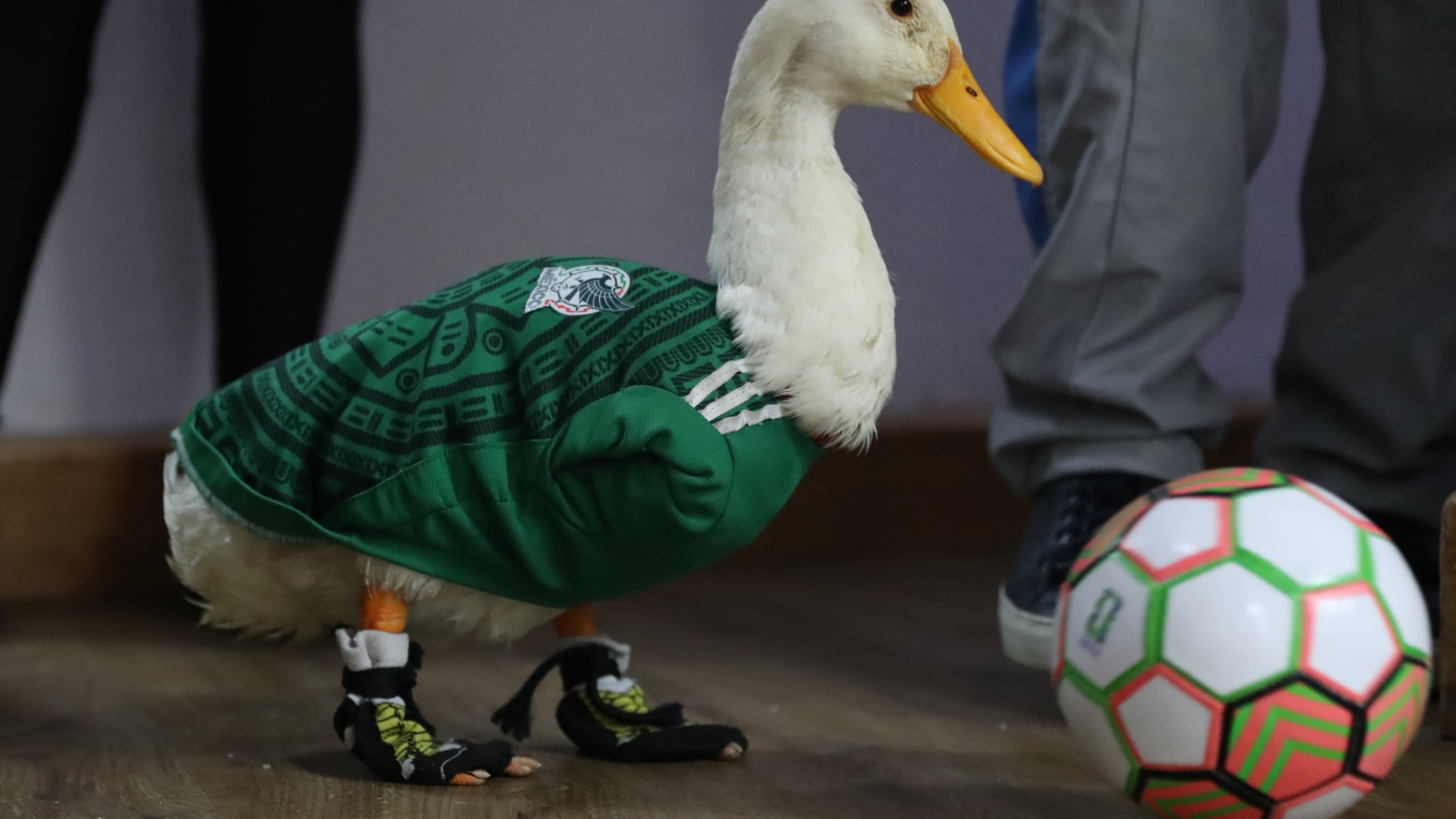 Merlín, el pato viral del Mundial 2026, se convirtió en un fenómeno de redes sociales tras aparecer junto a una familia trabajadora de Ciudad de México.