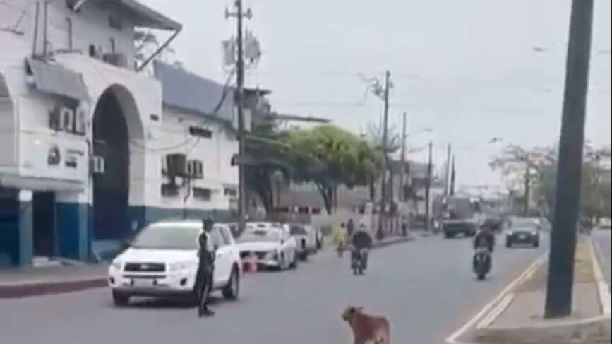Agente de tránsito paró el tráfico para que un perrito pueda cruzar en Babahoyo