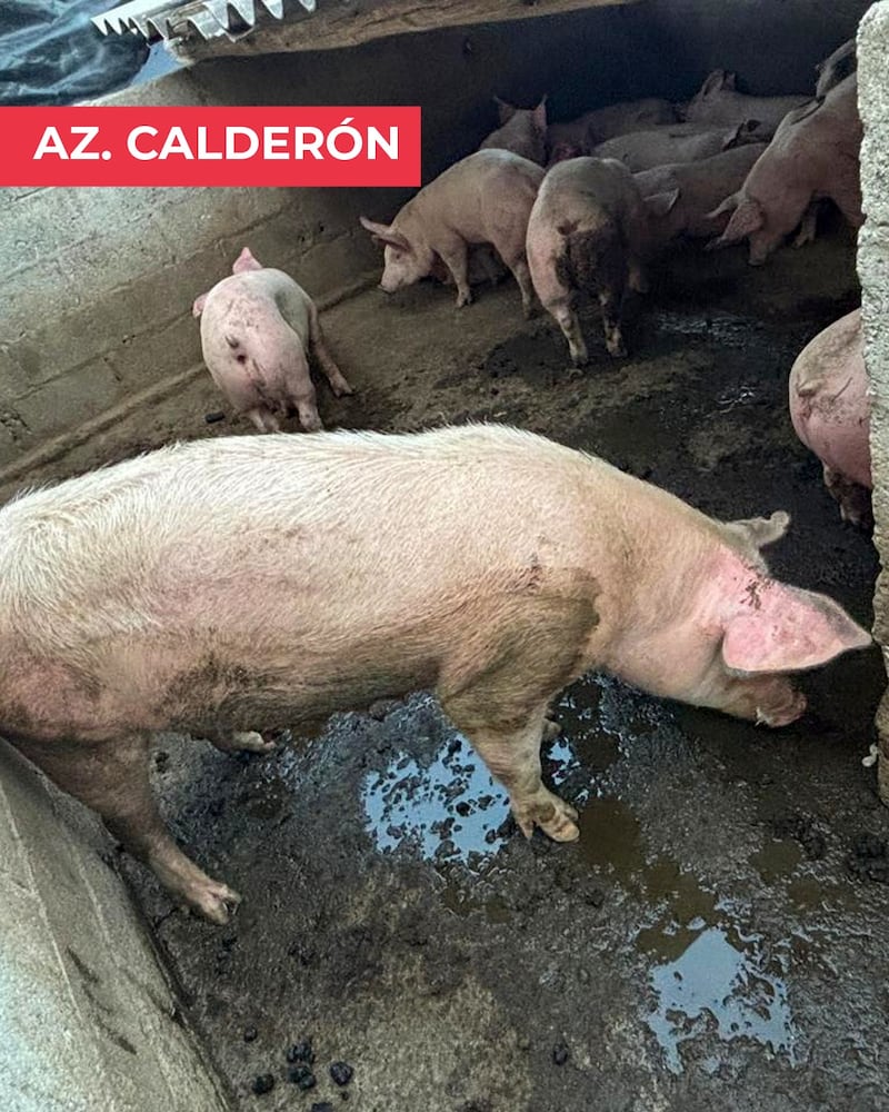 Tres mataderos clausurados y más de 3.200 libras de carne incautadas en Quito. Imagen: AMC
