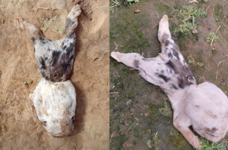 Perro que nació con tres bocas en El Carmen