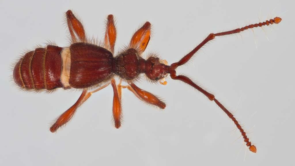 Gobierno Nacional fortalece el conocimiento científico con el
hallazgo de dos nuevas especies de escarabajos en Ecuador