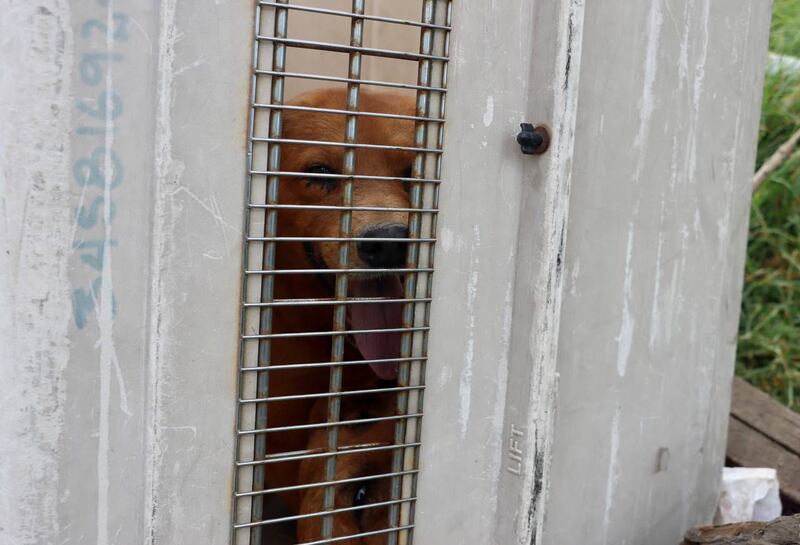 Animales de Salvador Naula