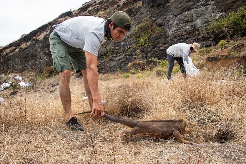 Guardaparques liberan iguanas terrestres en la Isla Santiago, Galápagos.