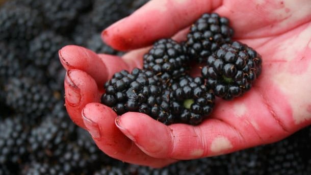 Consumo de moras para perder peso/Internet