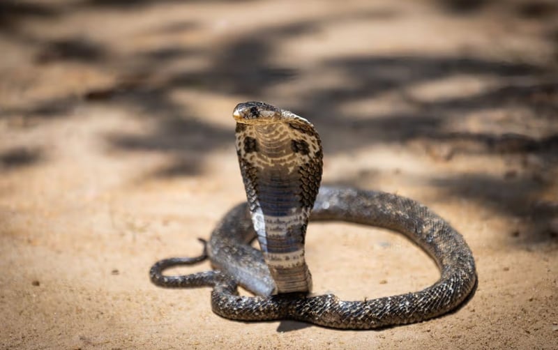 Un turista falleció tras ser mordido por una cobra venenosa durante un espectáculo de encantamiento de serpientes en un hotel (Imagen: Getty Images).