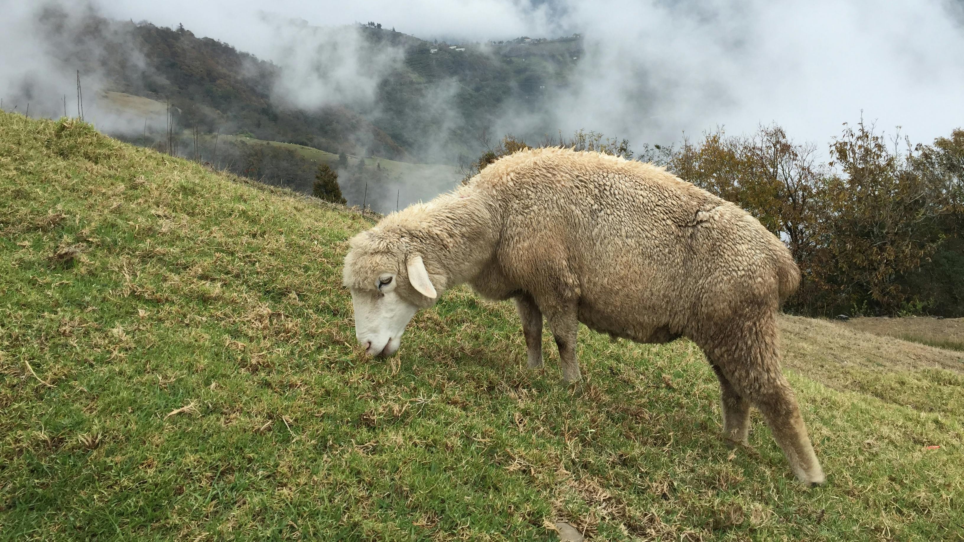 Compró carne de oveja en redes y descubrió un feto de vaca.