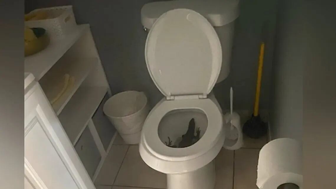 Encuentran una iguana en su sanitario, en Florida.