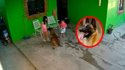 Autoridades sacrificarán a perro que mordió a menor de 7 años en México