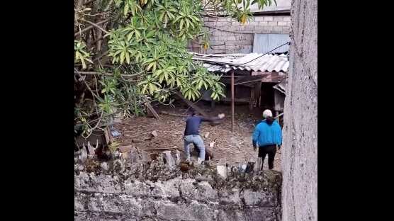 ¡Insensible! Sujeto golpea brutalmente a un perro en Guamaní, sur de Quito