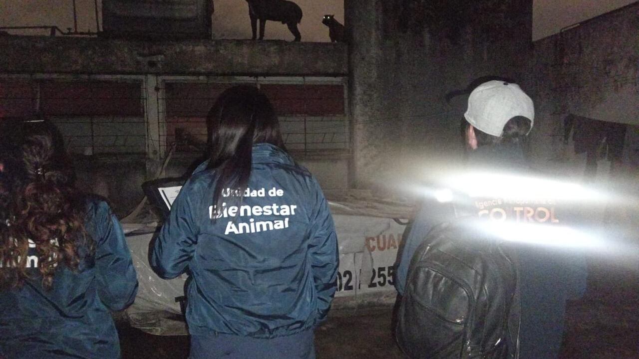 Quito: Encuentran perros maltratados en night club que ignoró sellos de clausura