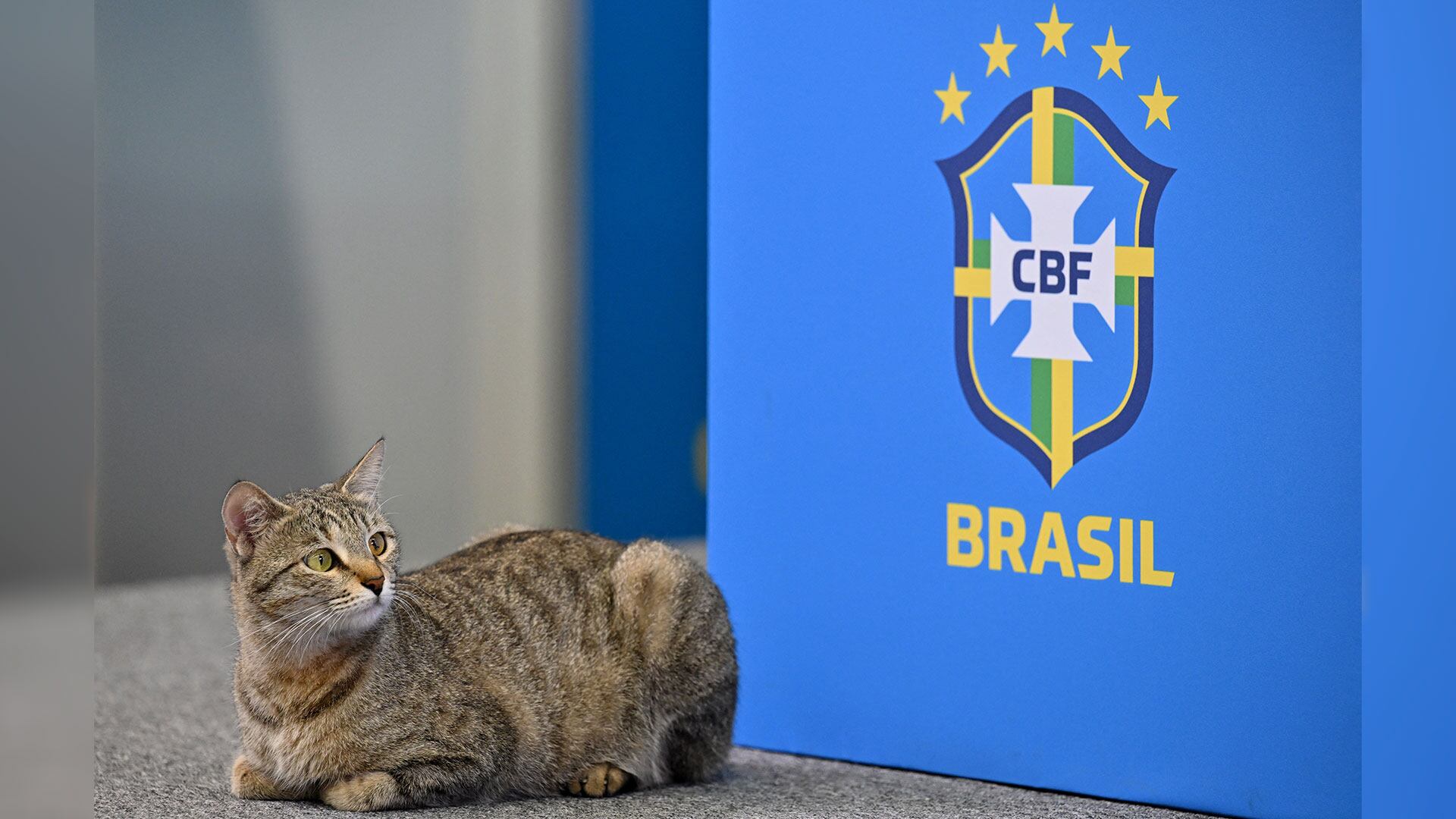 La maldición del gato está afectando a Brasil