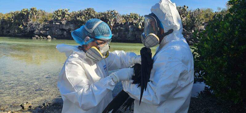 Acciones y toma de muestras ante la gripe aviar en Galápagos
