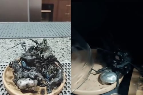 Extraño hallazgo con brazos tentaculares en Panamá se hace viral en redes