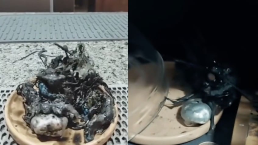 Hongo extraño Panamá