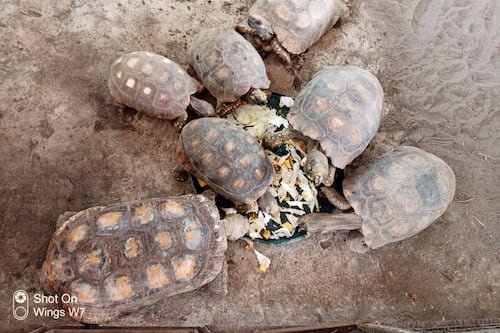 35 boas y 9 tortugas regresan a su hábitat en el Parque Nacional Yasuní