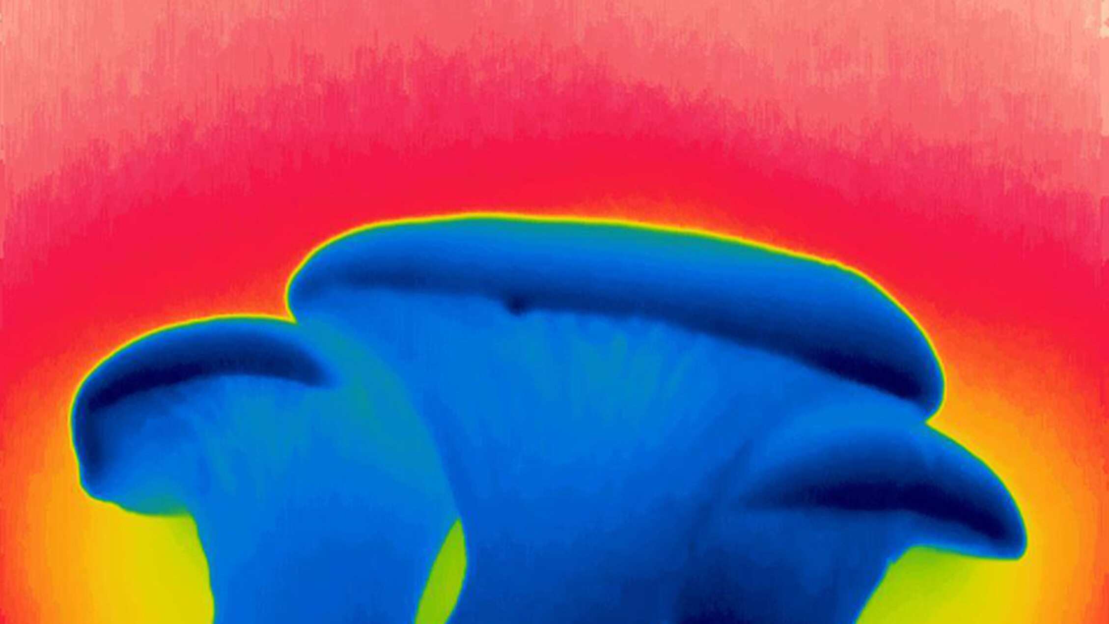 Termografía infrarroja de setas Pleurotus eryngii