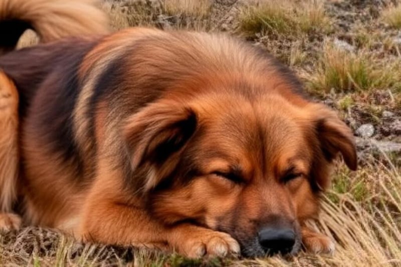 Jachi el perro del cerro Puñay