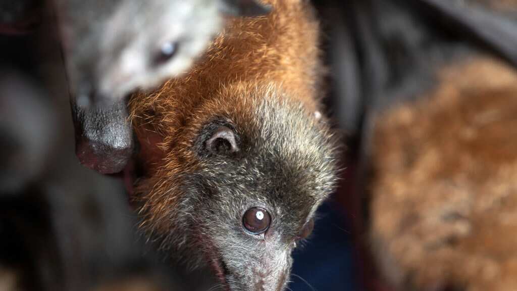 BOMADERRY, AUSTRALIA - JANUARY 27: A grey headed "flying fox" bat named Barry, his ears burnt off by bushfire, recovers on January 27, 2020 in Bomaderry, Australia. The Shoalhaven Bat Clinic and Sanctuary has received a large number of orphaned babies during this bushfire season, as bat mothers, weakened by drought and habitat devastation are unable to carry their young on their annual migration south.