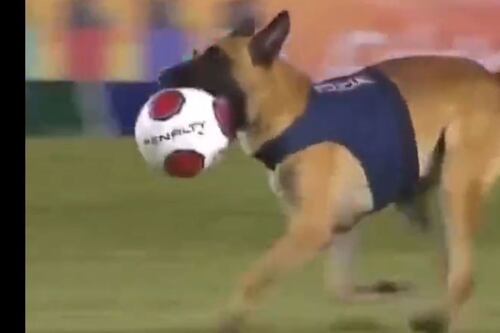 Alto ahí señores: perro policía irrumpió en plena final y ‘decomisó’ el balón