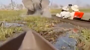 Turistas británicos y estadounidenses enfrentan un peligroso encuentro con un elefante en el delta del Okavango mientras navegaban en canoas makoro.