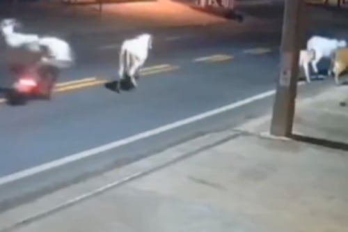 Futbolista brasileño muere tras terrible accidente con una vaca; el hecho quedó grabado