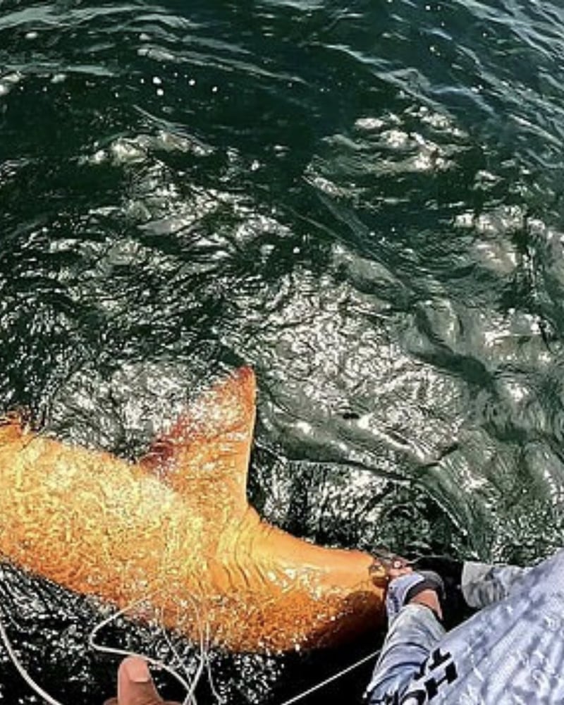 Tiburón naranja es capturado en Costa Rica.
