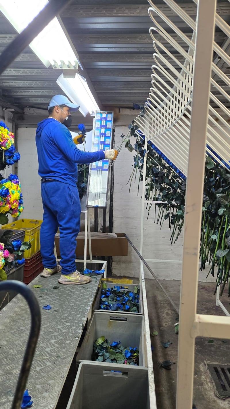 Finca Mystic Flowers