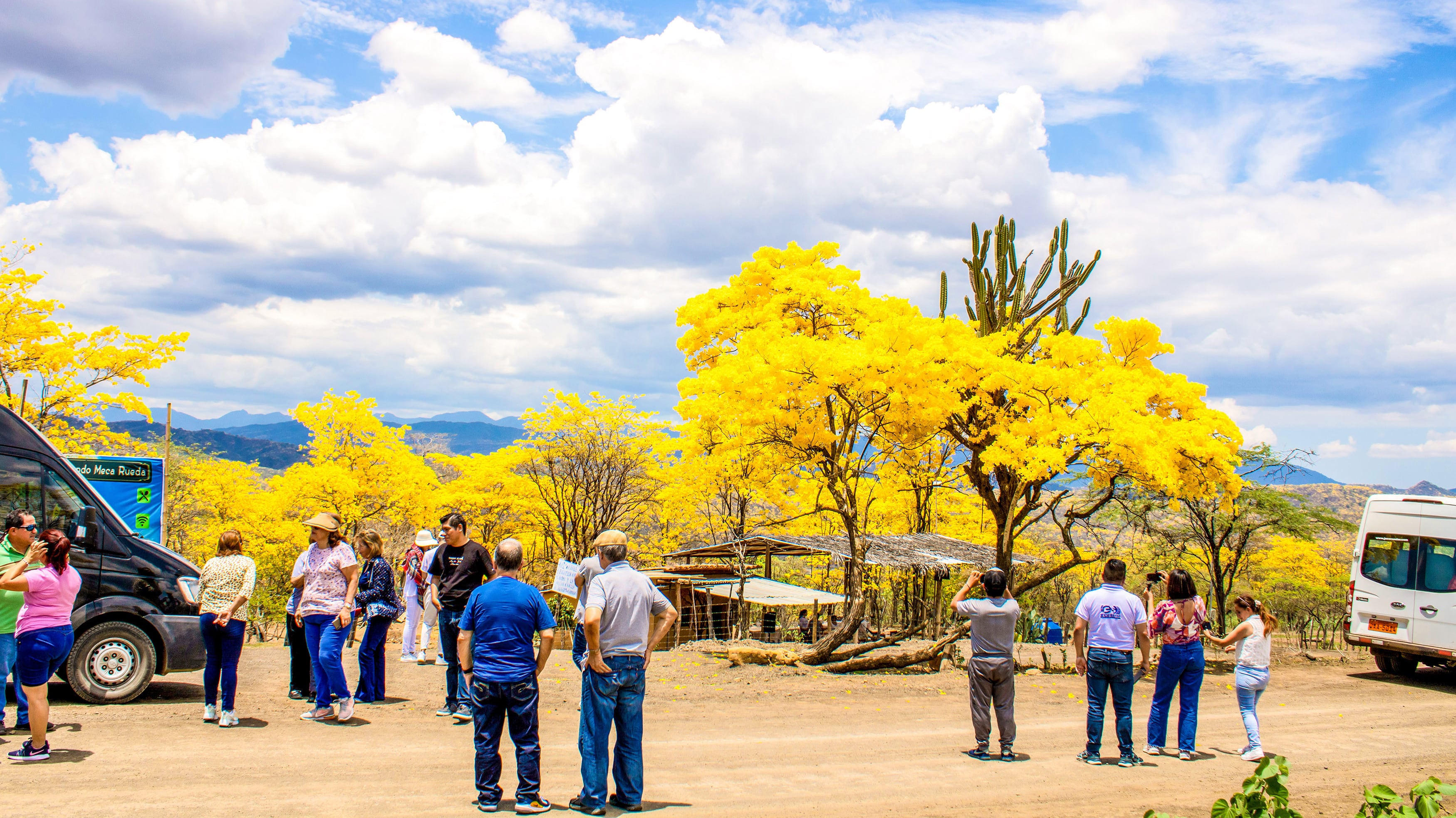 Florecimiento Guayacanes