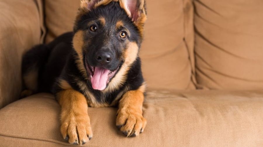Parecen temerarios, pero son amigables