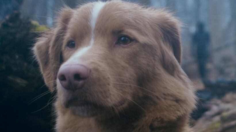 ¿Qué le ocurrirá al perrito protagonista en Good Boy?