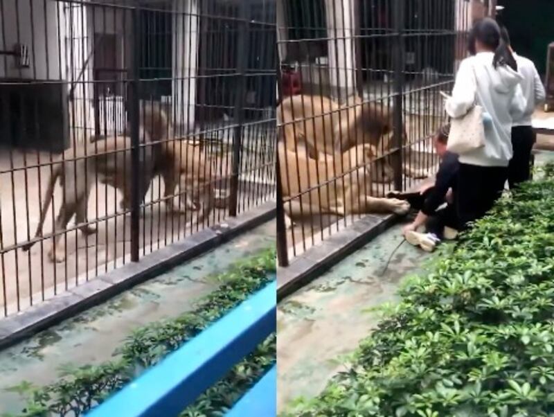 Leona atrapó niña durante un paseo en  zoológico China