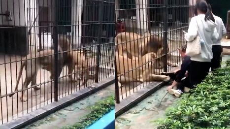 Leona atrapó niña durante un paseo en zoológico China
