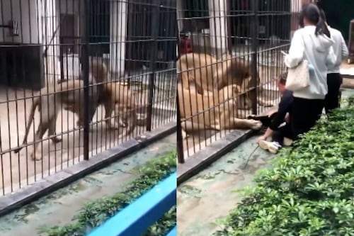 Momentos de terror: leona atrapó a niña durante paseo en zoológico en China