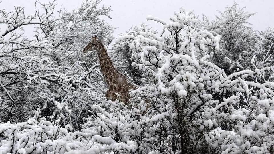 Nieve en África 2018