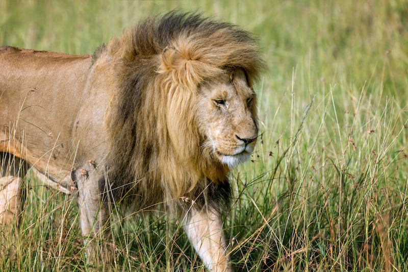 Un león mantenido como mascota escapó y atacó