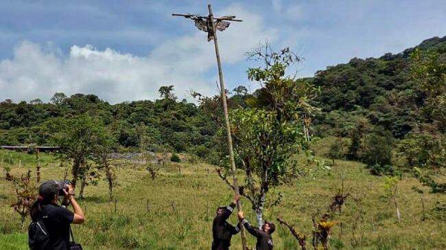 La sentencia que recibió el hombre que torturó y crucificó a un águila andina