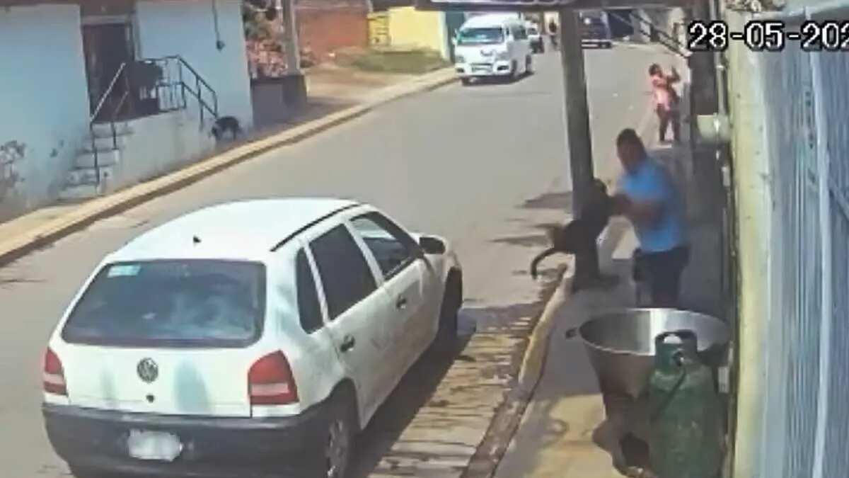 Conmoción en México por crueldad animal: Hombre arrojó a perrito en aceite hirviendo