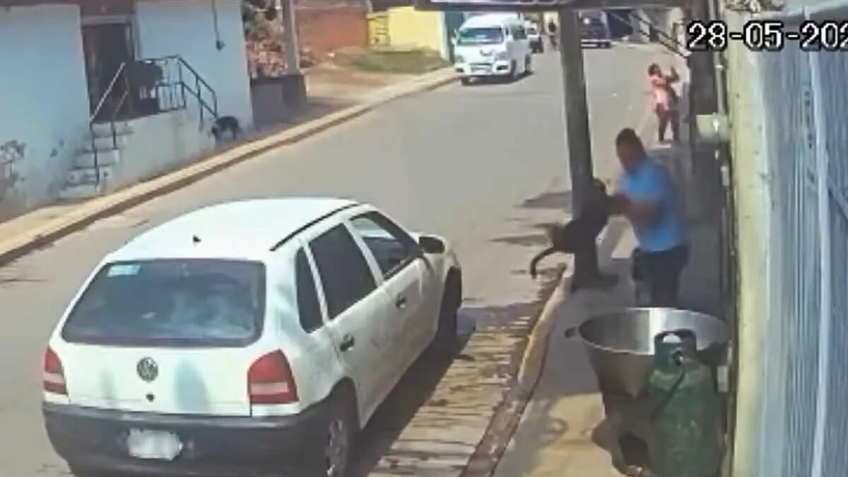Conmoción en México por crueldad animal: Hombre arrojó a perrito en aceite hirviendo