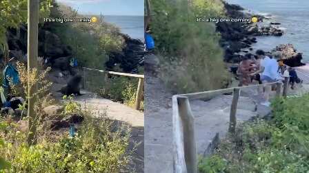 Lobo Marino Galápagos