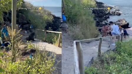 Lobo Marino Galápagos