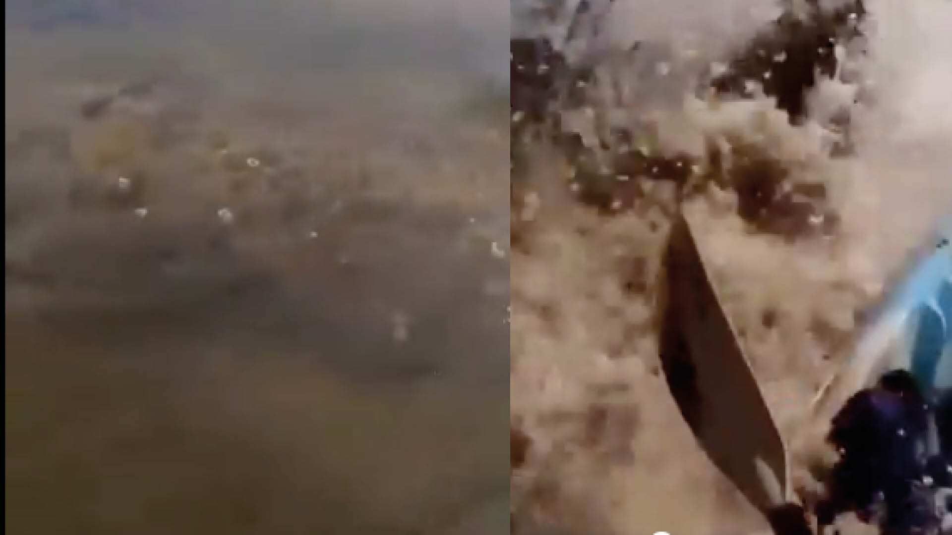 El misterioso animal que se encontró un hombre mientras navegaba por el río Amazonas