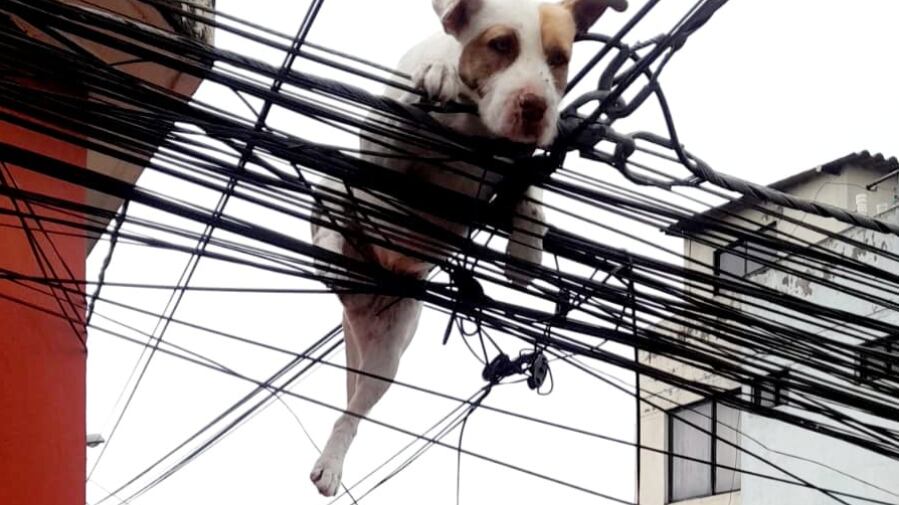 un perrito que atrapado en los cables tras perseguir a una mariposa en el norte de Quito