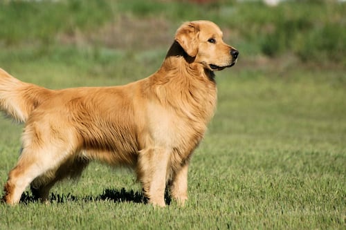 Al ritmo de “Naughty”: cachorro salta encima de un Golden Retriever y deja atónitos a todos