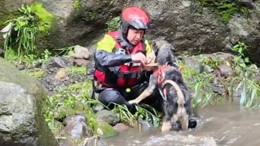 Bomberos de Quito salvan a un perrito que fue arrastrado por río