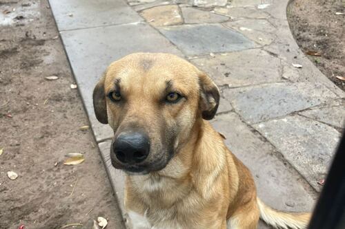 Experto en cariño: Redactan CV a perrito para que encuentre familia y es furor en internet