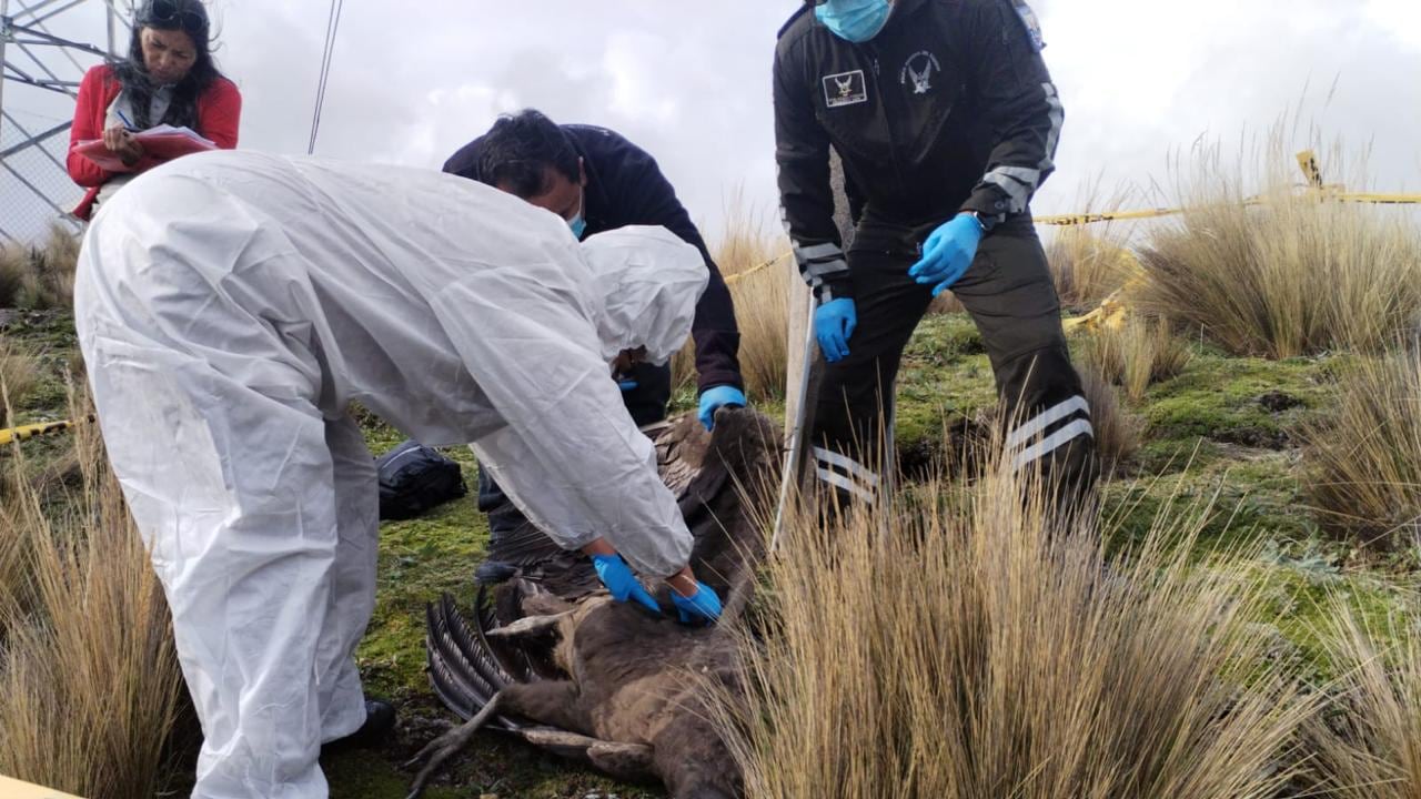 Cóndor sin vida